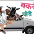 हायाघाट थाना क्षेत्र में खौफ में पशु पालक, दर्जनों बकरियों की चोरी।